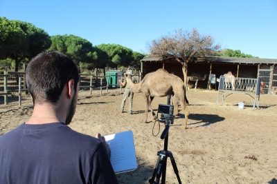 Proceso de tomar medidas a los camellos