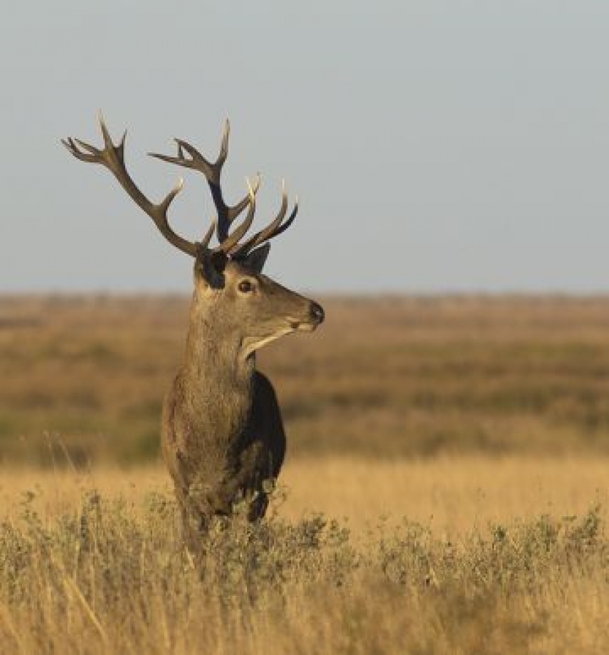 Dos linajes diferentes de ciervos conviven en España desde antes de la última glaciación