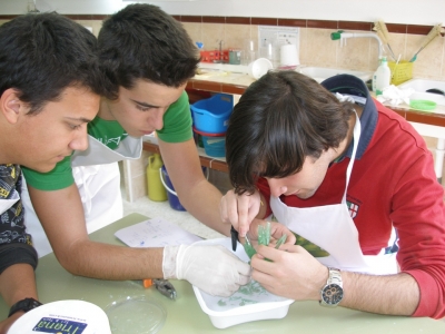 Escolares desarrollando una actividad de cristalizacin 