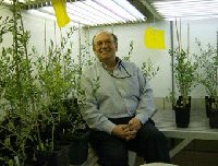 Investigadores de la Universidad de Crdoba detectan que el regadio favorece el desarrollo severo de la verticilosis en el olivo