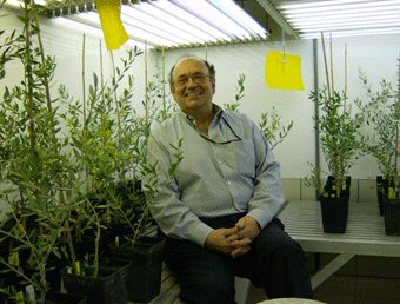 Investigadores de la Universidad de Crdoba detectan que el regadio favorece el desarrollo severo de la verticilosis en el olivo