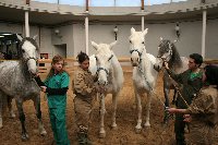 Expasa cede la Universidad de Crdoba cuatro caballos  pura raza espaoles para la formacin veterinaria