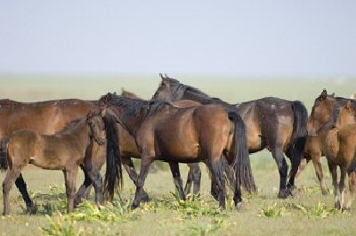 El caballo ms antiguo de Europa habita en Doana segn un estudio gentico desarrollado por investigadores del CSIC, el Ministerio de Defensa y la Universidad de Crdoba.