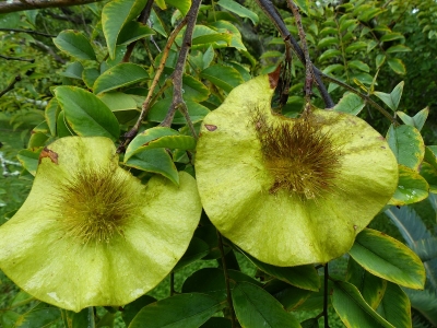 Imagen de la especie Pterocarpus erinaceus (Gwilym P. Lewis, RBG Kew).