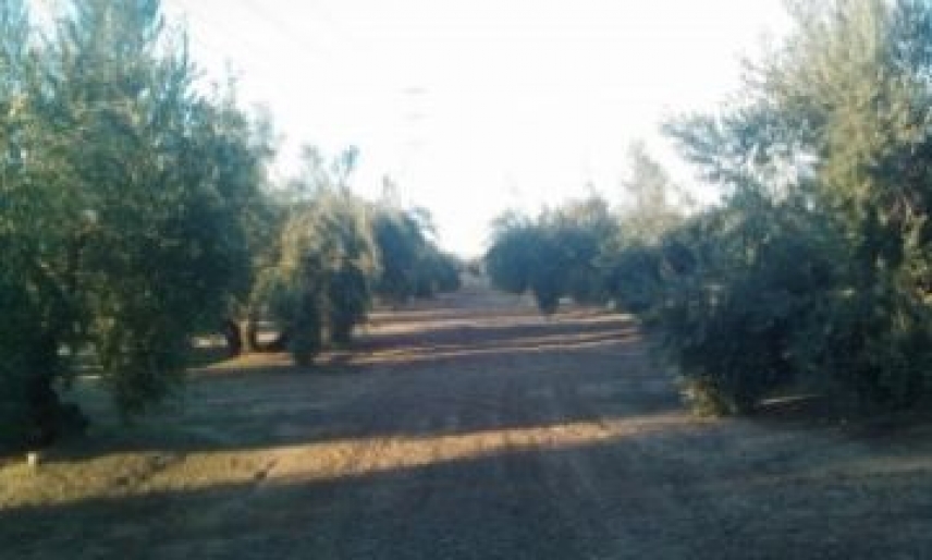 El olivar español secuestra el 6% de las emisiones nacionales de CO2, según un estudio de ceiA3